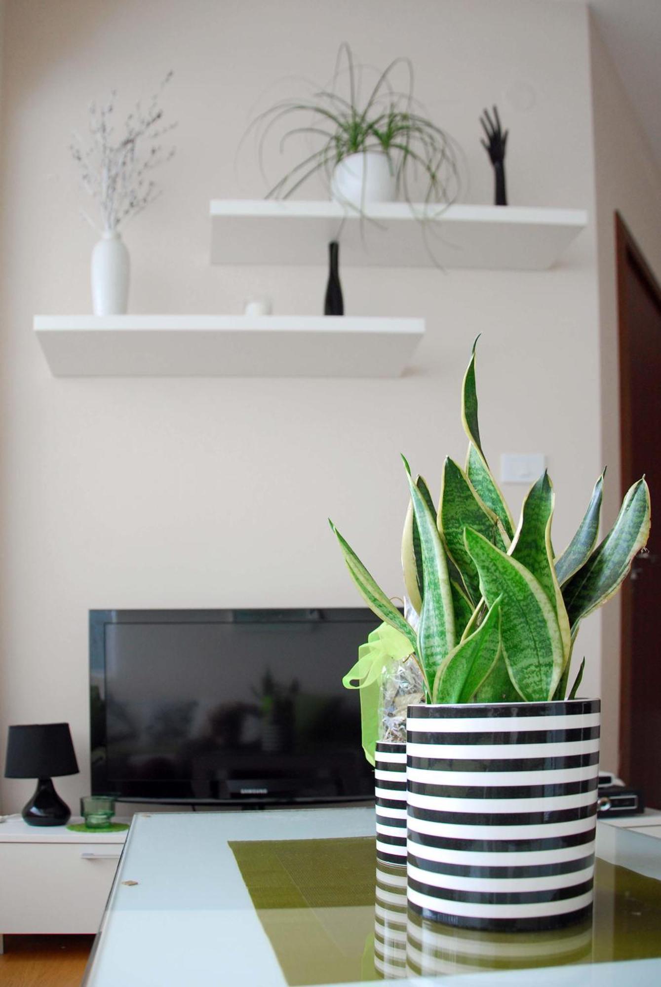 Apartments Iva Тиват Экстерьер фото